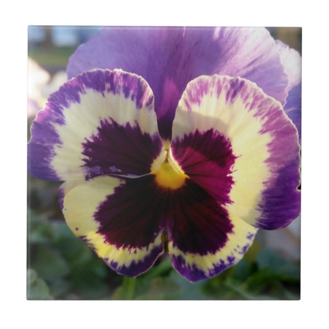 colourful spring Pansy Tile (Front)