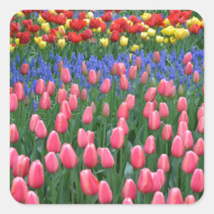 Colourful spring tulip garden square sticker