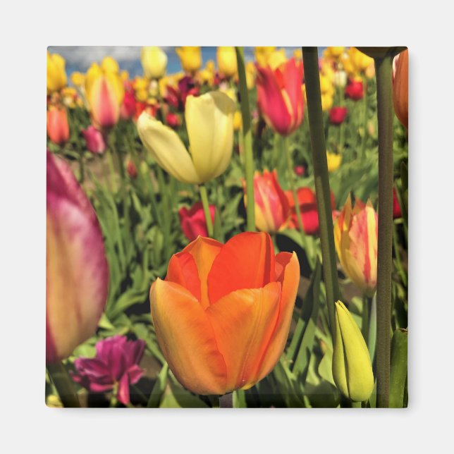Colourful Spring Tulips Magnet (Front)