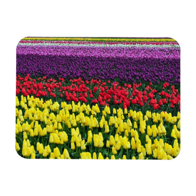 Colourful spring tulips magnet (Horizontal)