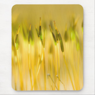 Colourful sprouts mouse pad