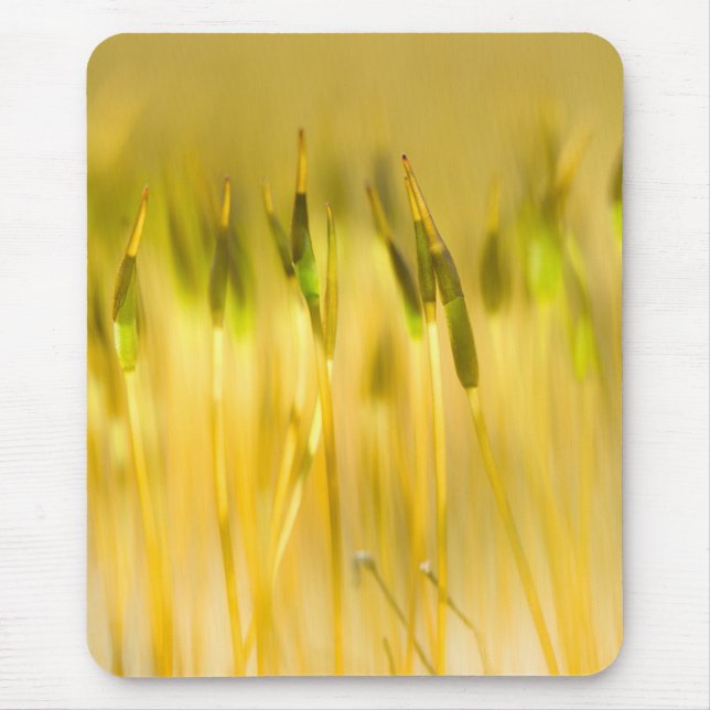 Colourful sprouts mouse pad (Front)