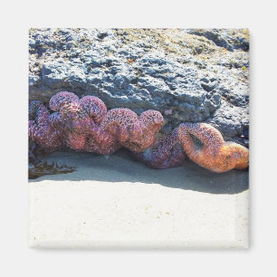 Colourful Starfish at Bob Creek, OR Magnet