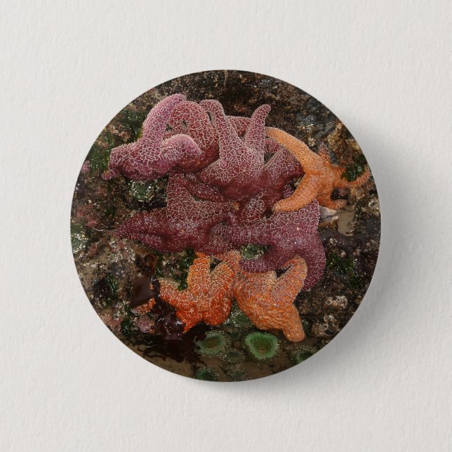 Colourful Starfish/Sea Star Photo 5 in Oregon 2 Inch Round Button (Front)
