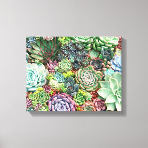 Colourful Succulent Garden Canvas Print