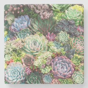 Colourful Succulent Garden Stone Coaster