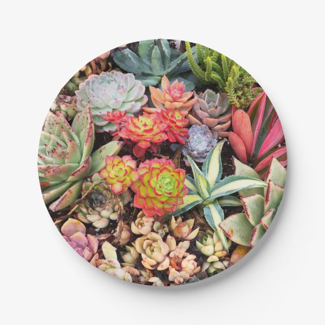 Colourful Succulent Mix Paper Plate (Front)