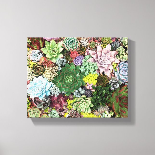 Colourful Succulents Canvas Print (Front)