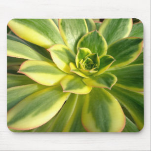 Colourful Succulents Mousepad #2
