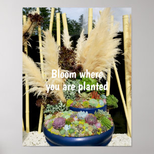 Colourful Succulents with Silver Grass Poster