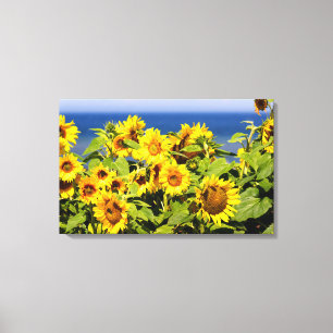 Colourful sunflower in bloom canvas print