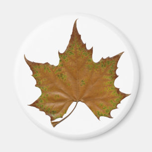 colourful sycamore leaf magnet