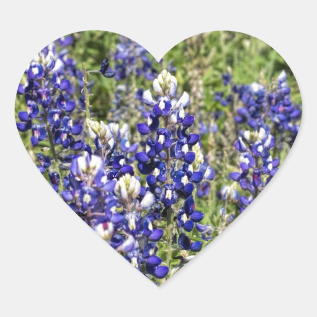 Colourful Texas Bluebonnets - Lupinus texensis Heart Sticker (Front)