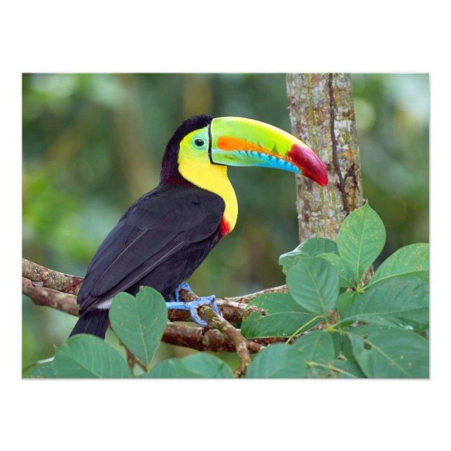 Colourful Toucan Perched On a Tree Branch Photo Print (Front)