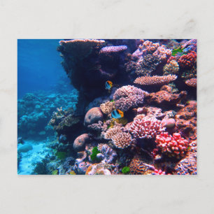 Colourful Tropical Coral Reef Postcard