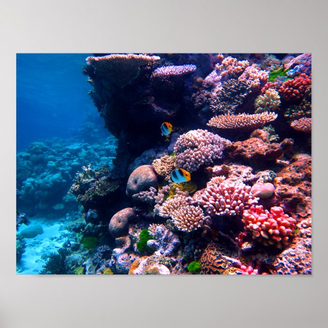 Colourful Tropical Coral Reef Poster (Front)