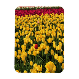 Colourful Tulip Field, Oregon Magnet