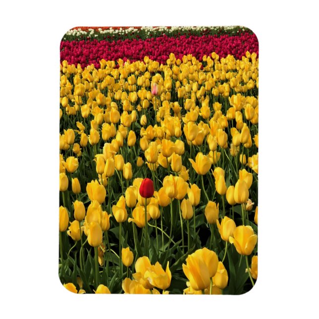 Colourful Tulip Field, Oregon Magnet (Vertical)