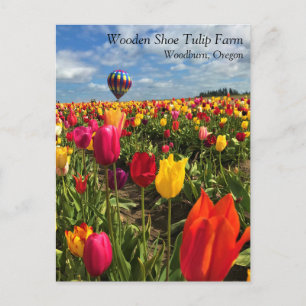 Colourful Tulip Field with Balloon Postcard