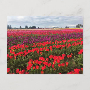 Colourful Tulip Field, Woodburn, Oregon Postcard