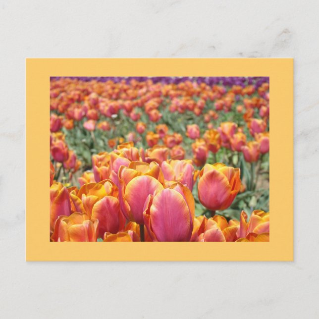 Colourful Tulip Flower postcards Tulips custom (Front)