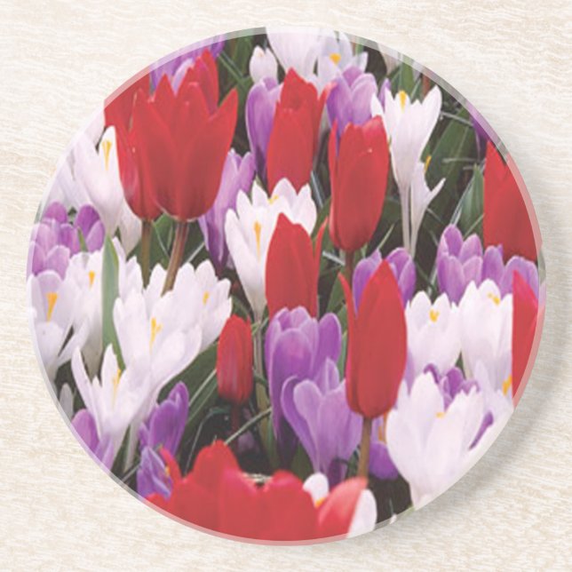 Colourful Tulip Flowers Coaster (Front)