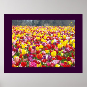 Colourful Tulip Flowers Garden Festival Art Prints