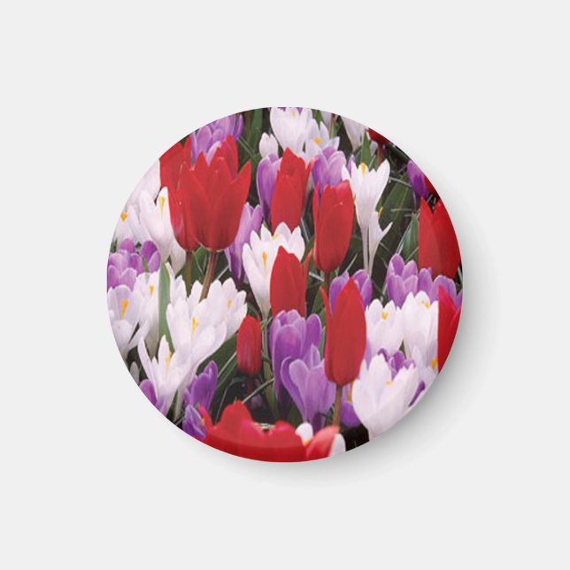 Colourful Tulip Flowers Magnet (Front)