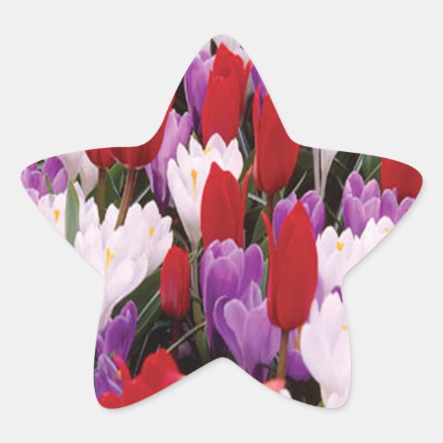 Colourful Tulip Flowers Stickers (Front)