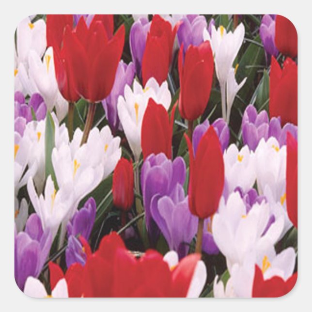 Colourful Tulip Flowers Stickers (Front)