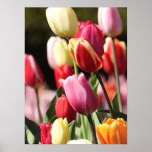 Colourful Tulip Garden  Poster