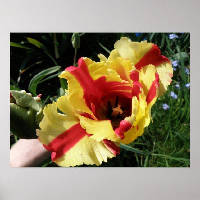 Colourful Tulip Macro Print (Front)