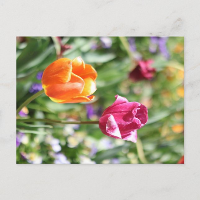Colourful Tulips Botanical Postcard (Front)