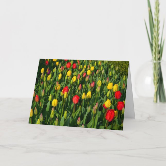 Colourful Tulips Card (Front)