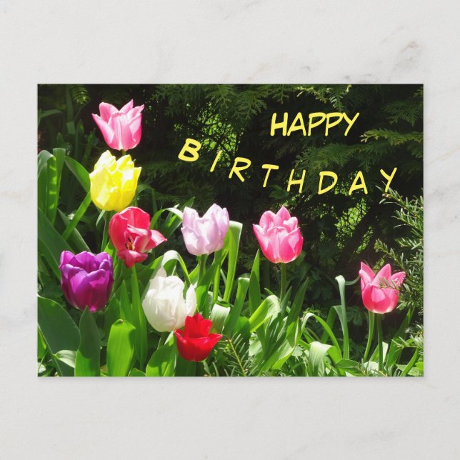 Colourful Tulips Happy Birthday Text Postcard (Front)