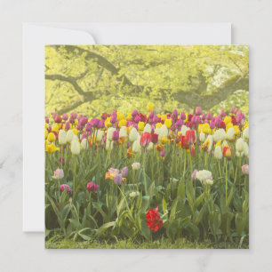 Colourful tulips in a park