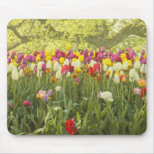 Colourful tulips in a park mouse pad