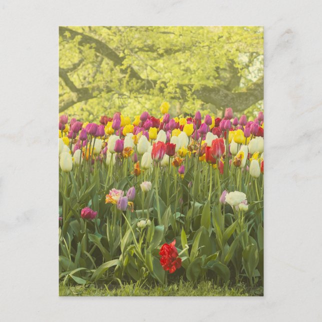 Colourful tulips in a park postcard (Front)