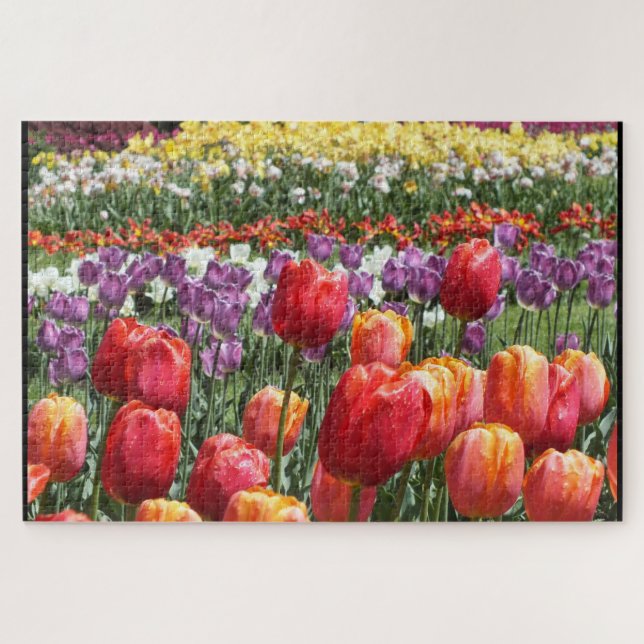 Colourful Tulips in Bloom Elizabeth Park Hartford Jigsaw Puzzle (Horizontal)