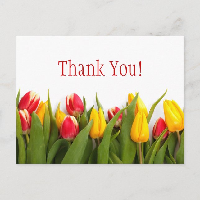 Colourful Tulips Postcard (Front)