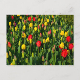 Colourful Tulips Postcard