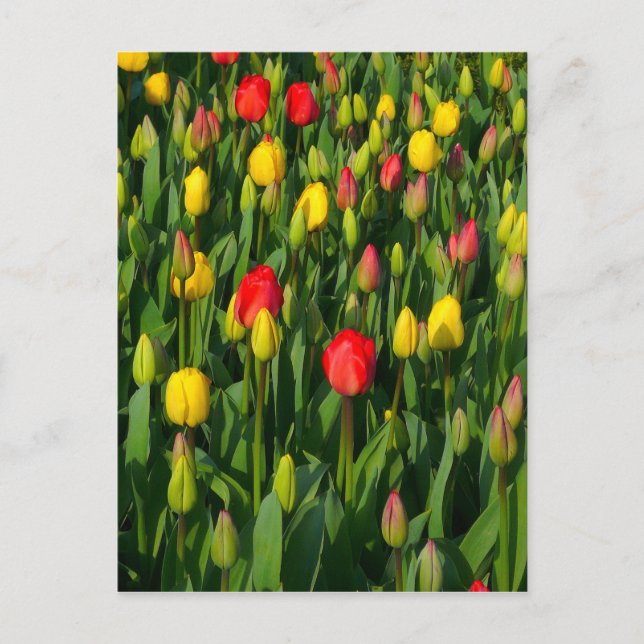 Colourful Tulips Postcard (Front)