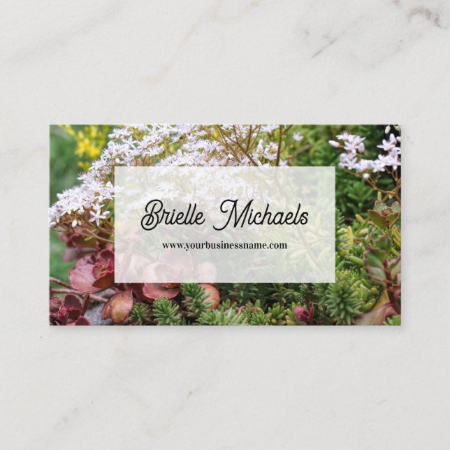 Colourful Variegated Sedum Stonecrop Succulents Business Card (Front)