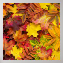 Colourful Vibrant Autumn Leaves Nature Photography