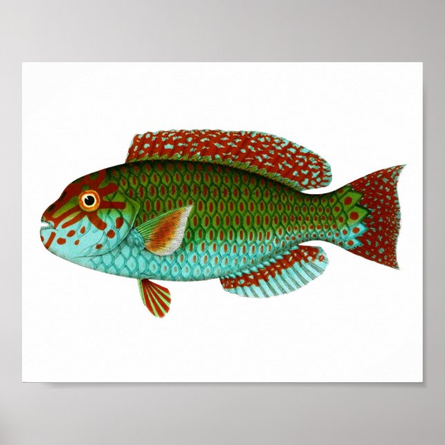 Colourful Vintage Fish Poster (Front)
