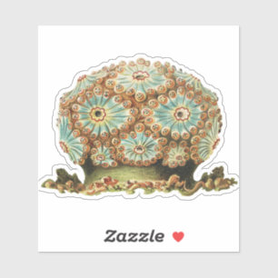 Colourful Vintage Flower-like Tunicate illustratio