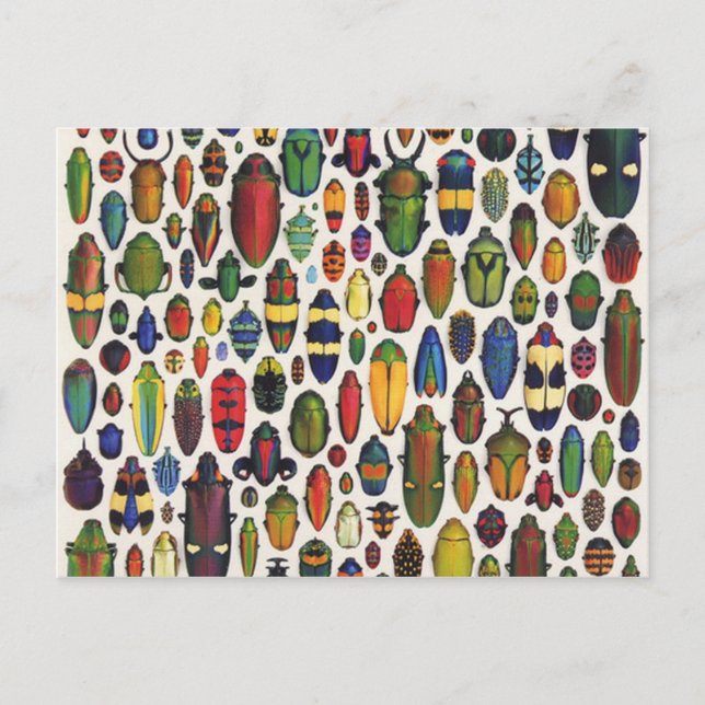 Colourful Vintage Illustrated Beetles Postcard (Front)