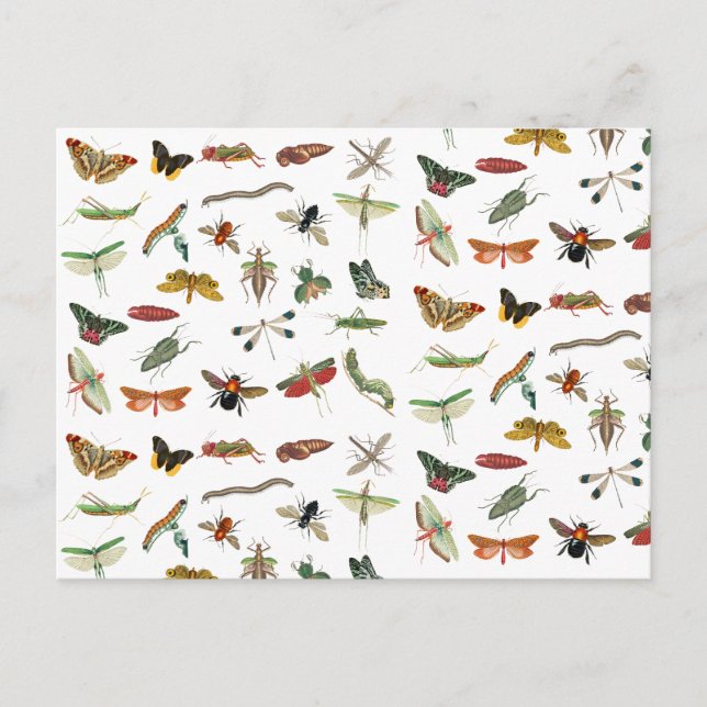 Colourful Vintage Insect Illustration Pattern  Holiday Postcard (Front)