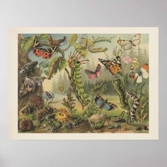 Colourful Vintage Insect Illustration Poster (Front)