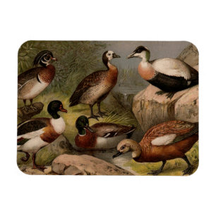 Colourful vintage painting of ducks magnet